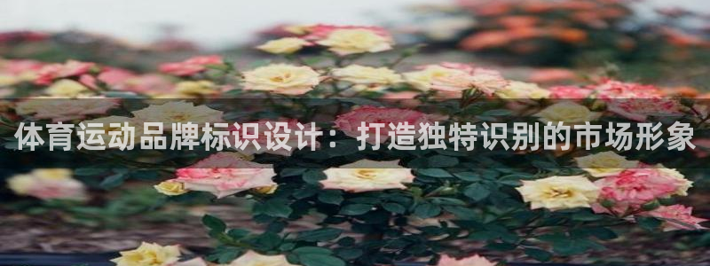 欧亿3浗维33 300：体育运动品牌